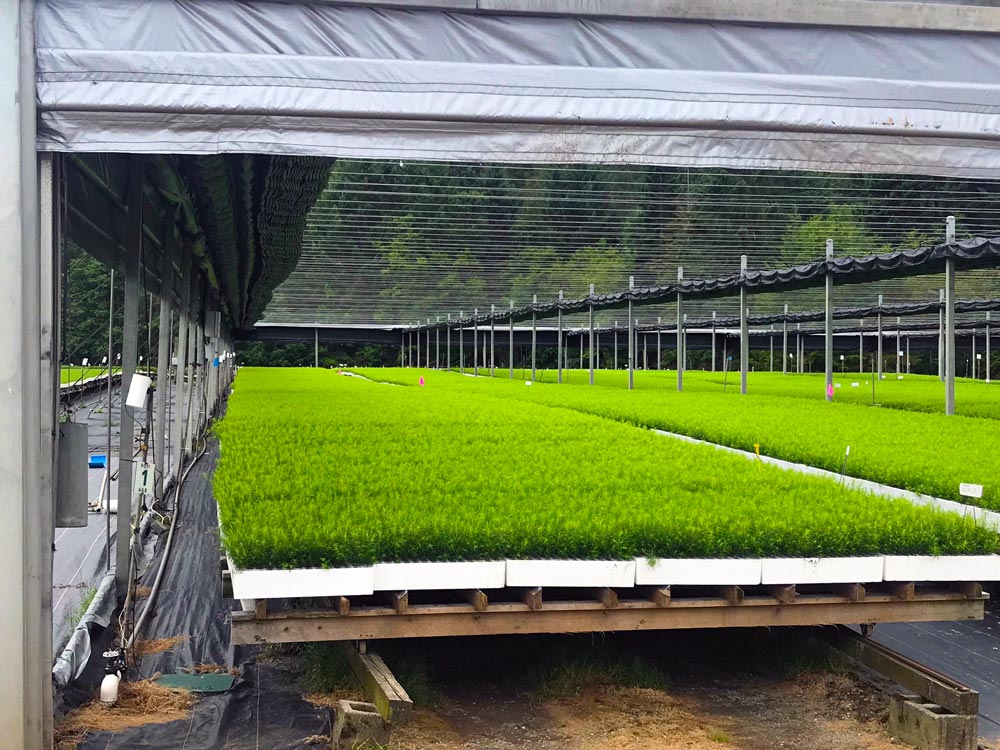 Silviculture Seedling Blocks